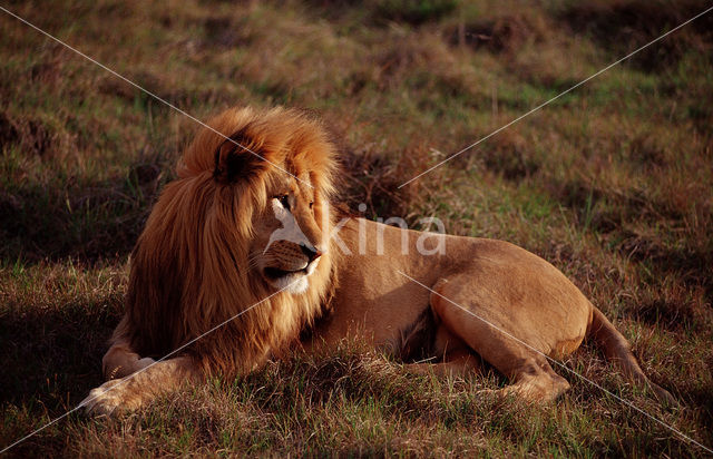 Lion (Panthera leo)