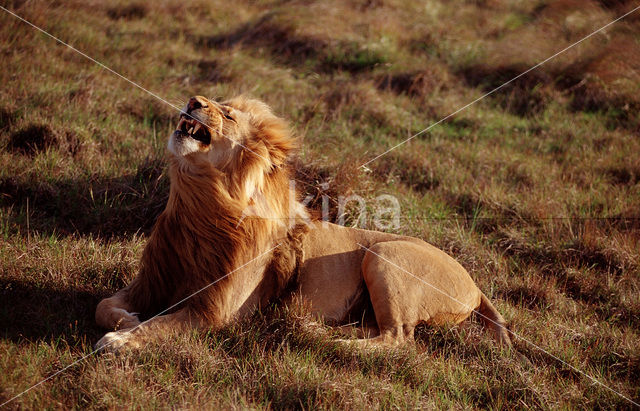 Leeuw (Panthera leo)