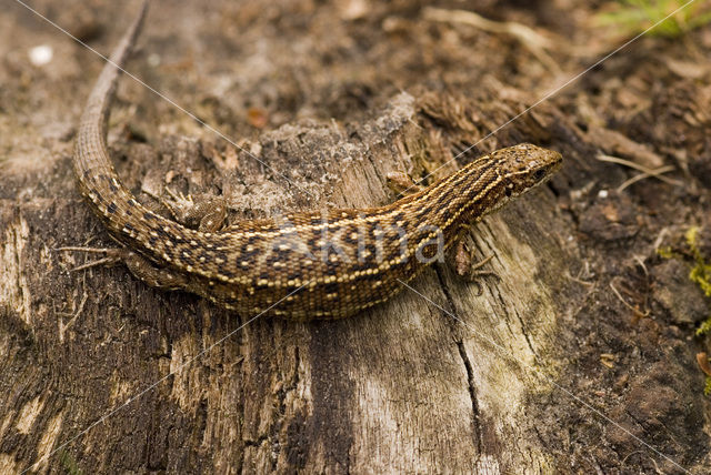 Levendbarende hagedis (Zootoca vivipara)