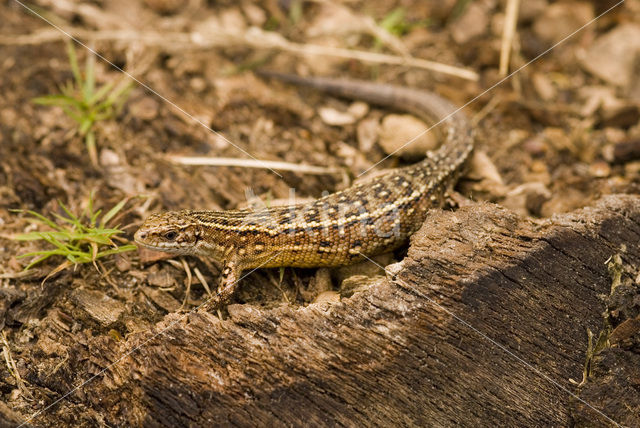 Levendbarende hagedis (Zootoca vivipara)