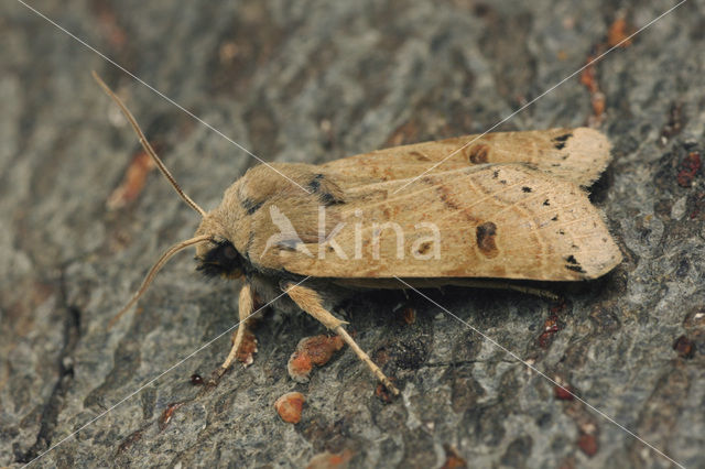 Maansikkeluil (Omphaloscelis lunosa)