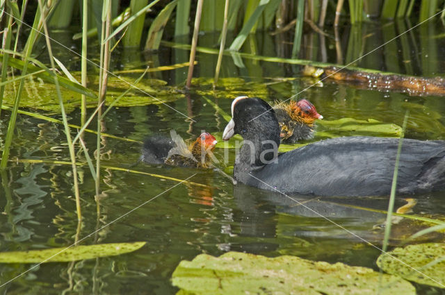 Meerkoet (Fulica atra)