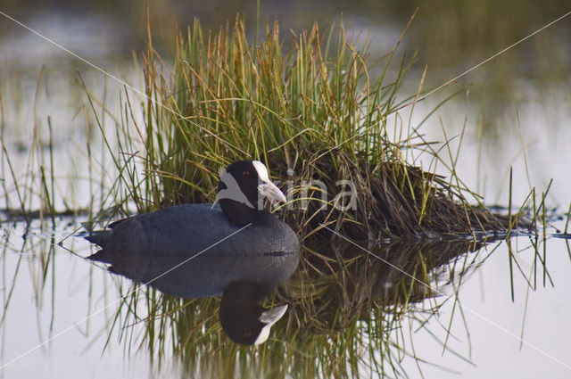 Meerkoet (Fulica atra)