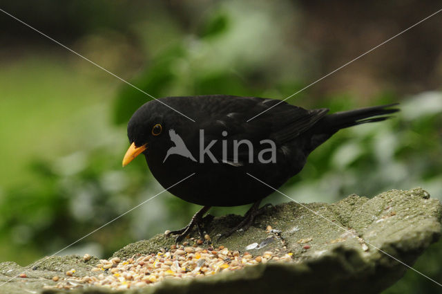 Merel (Turdus merula)