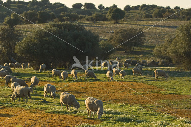 Merino schaap (Ovis domesticus)