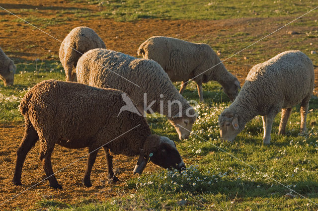 Merino schaap (Ovis domesticus)