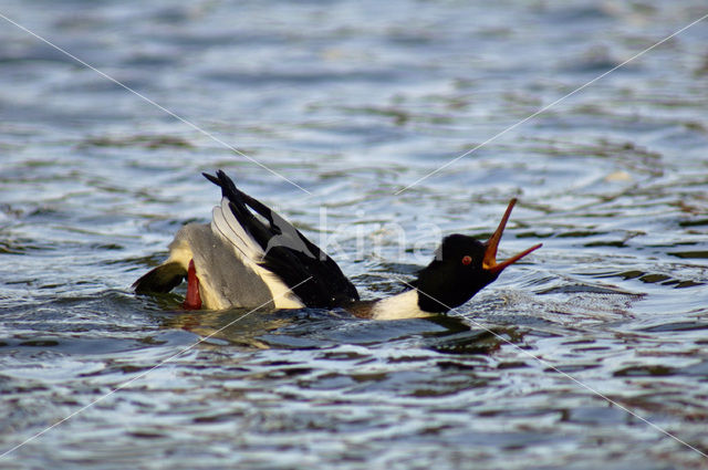 Middelste Zaagbek (Mergus serrator)