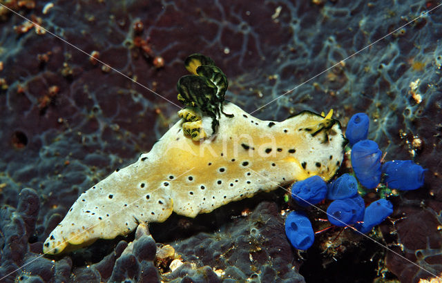 Naaktslak (Notodoris sp)