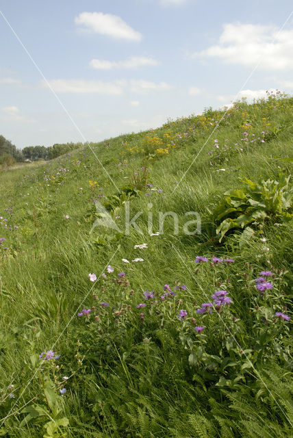 Nationaal Park de Biesbosch