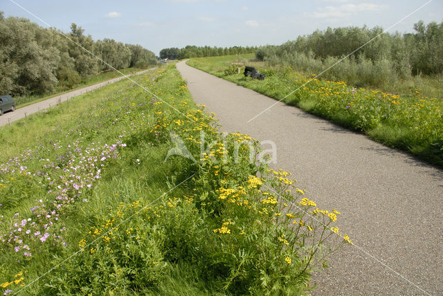 Nationaal Park de Biesbosch