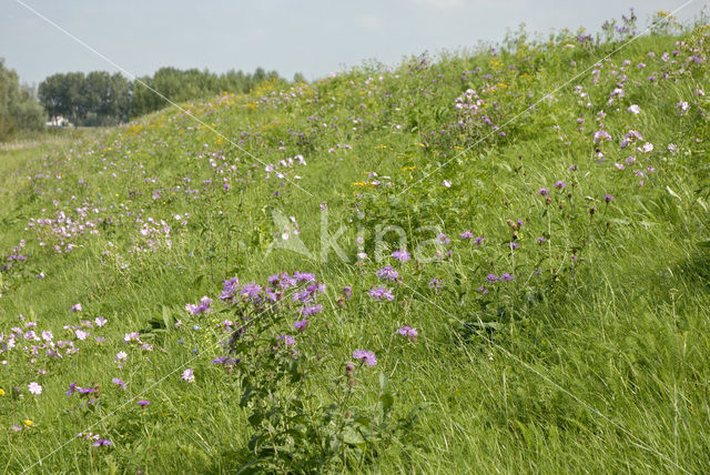 Nationaal Park de Biesbosch