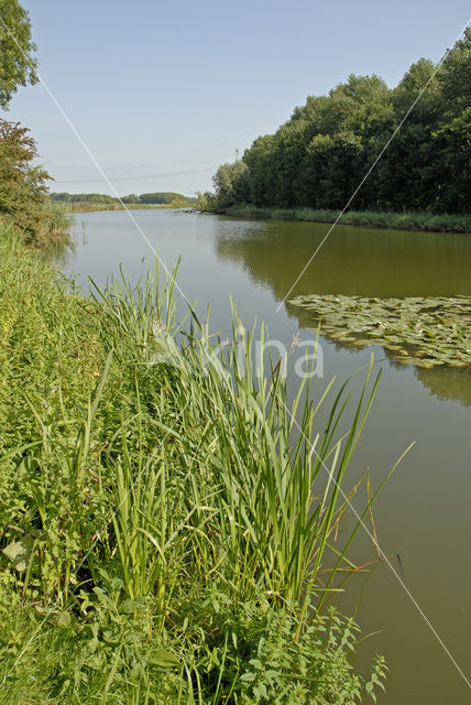 Nationaal Park de Biesbosch