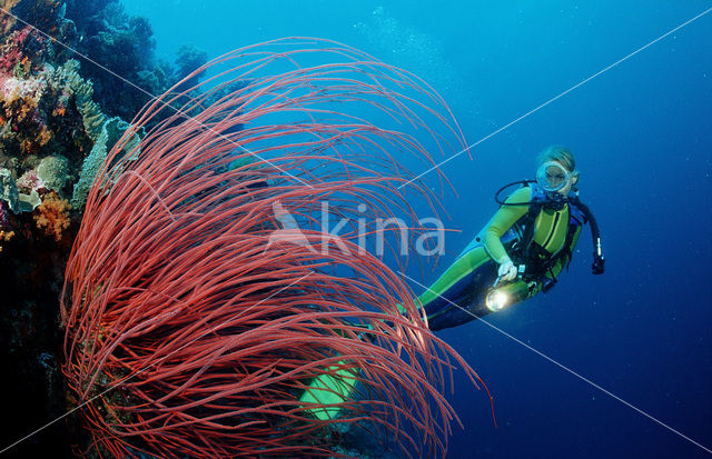 Nationaal Zeereservaat Wakatobi