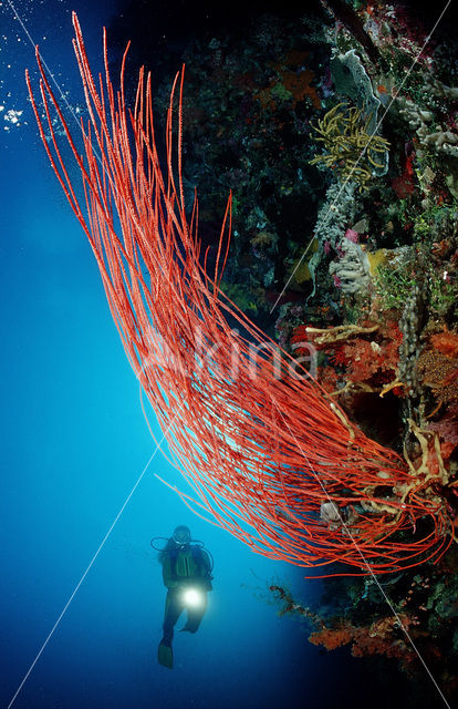 Nationaal Zeereservaat Wakatobi