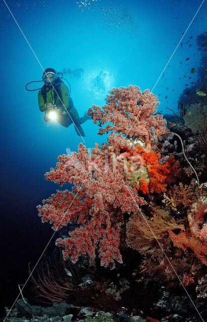 Nationaal Zeereservaat Wakatobi