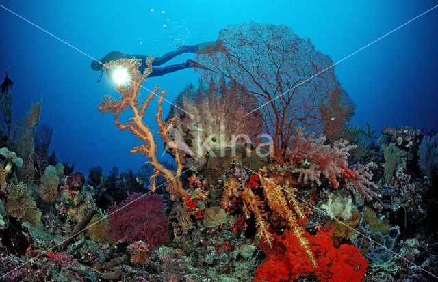 Nationaal Zeereservaat Wakatobi