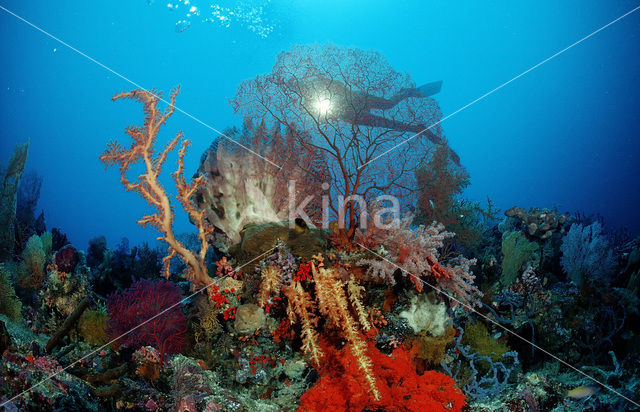 Nationaal Zeereservaat Wakatobi