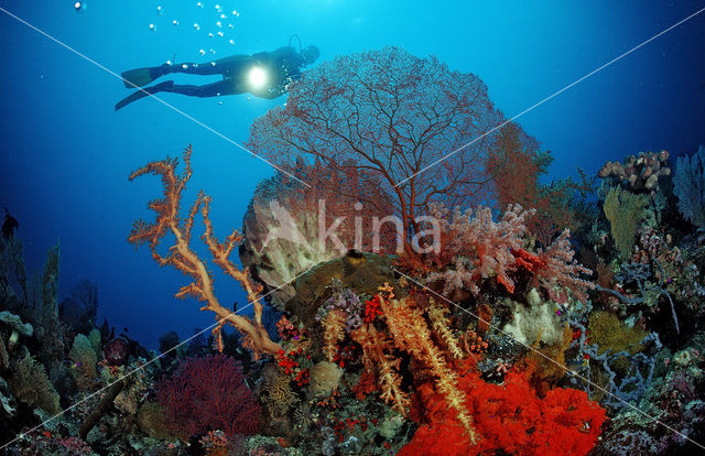 Nationaal Zeereservaat Wakatobi