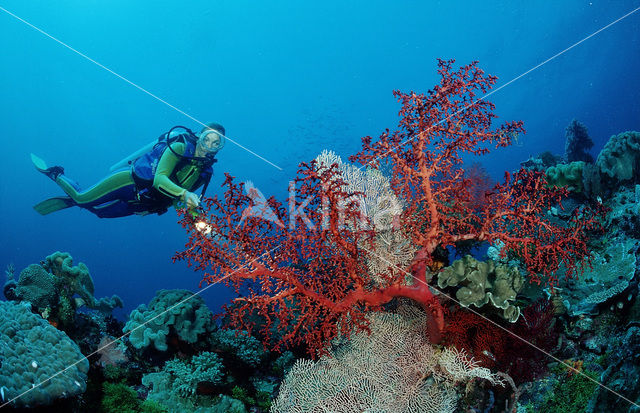 Nationaal Zeereservaat Wakatobi