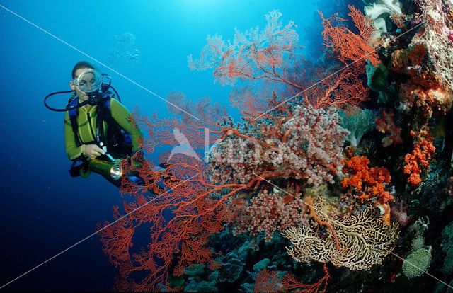 Nationaal Zeereservaat Wakatobi