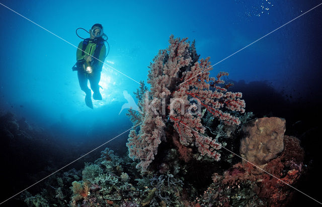 Nationaal Zeereservaat Wakatobi