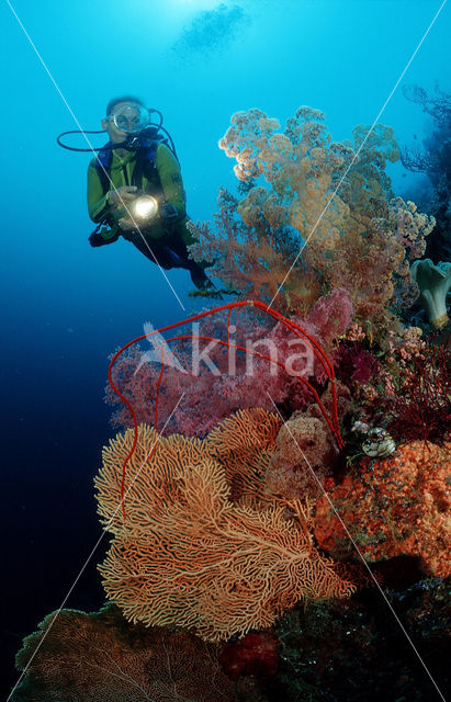 Nationaal Zeereservaat Wakatobi