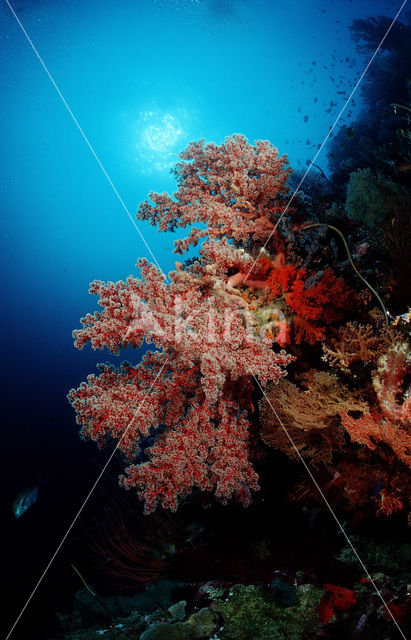 Nationaal Zeereservaat Wakatobi