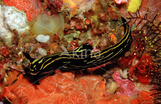 nudibranche (Roboastra luteolineolata)