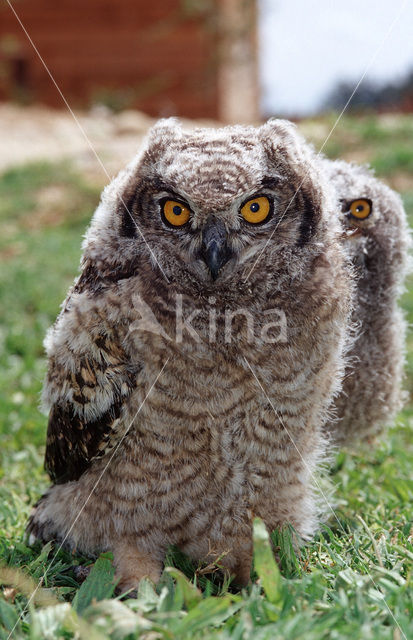 Oehoe (Bubo bubo)