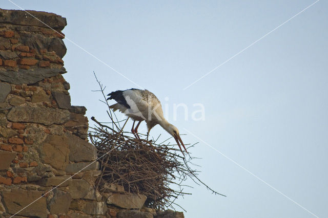 Ooievaar (Ciconia ciconia)