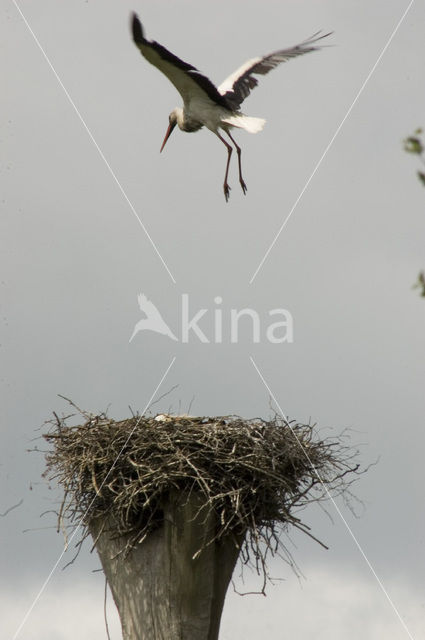 Ooievaar (Ciconia ciconia)