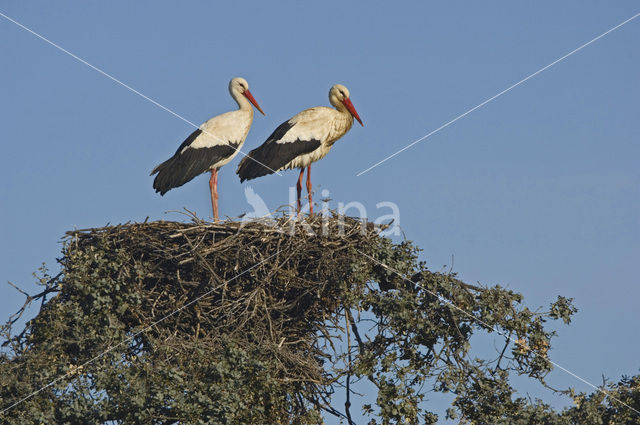 Ooievaar (Ciconia ciconia)