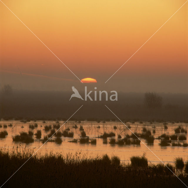 Oostvaardersplassen