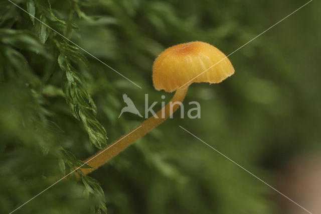 Oranjegeel trechtertje (Rickenella fibula)