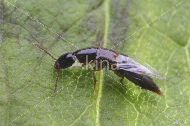 Othius myrmecophilus