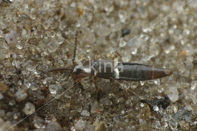 Oxypoda elongatula