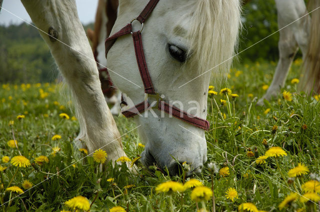 Paard (Equus spp)