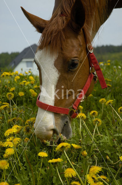 Paard (Equus spp)