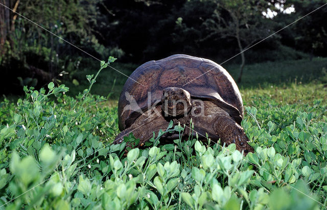 Panterschildpad (Testudo pardalis babcocki)