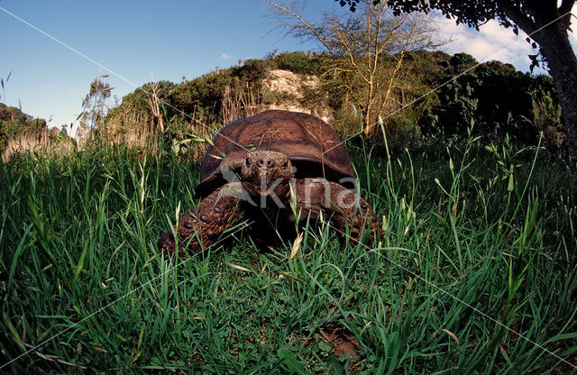 Panterschildpad (Testudo pardalis babcocki)