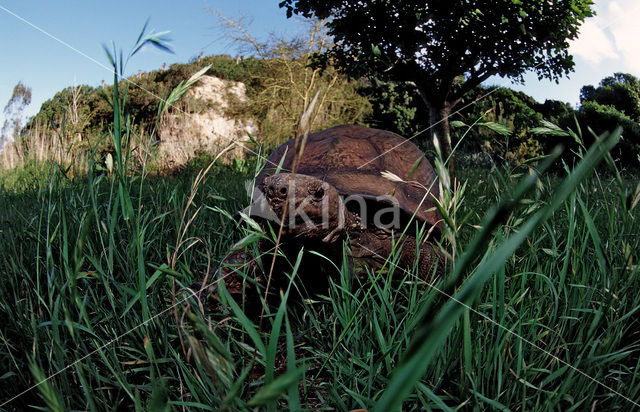 Panterschildpad (Testudo pardalis babcocki)