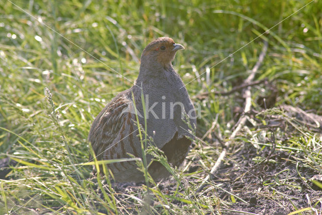 Patrijs (Perdix perdix)