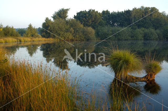 Pijpestrootje (Molinia caerulea)