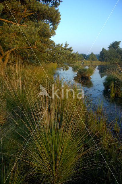 Pijpestrootje (Molinia caerulea)