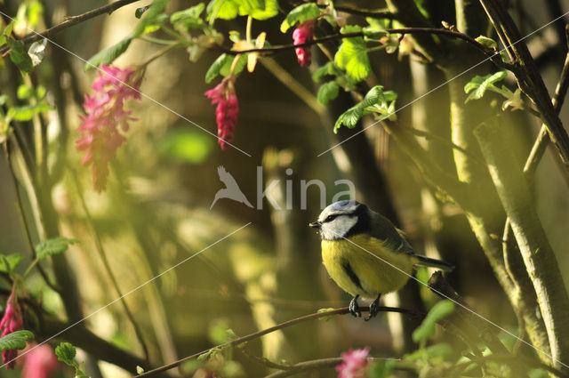 Pimpelmees (Parus caeruleus)