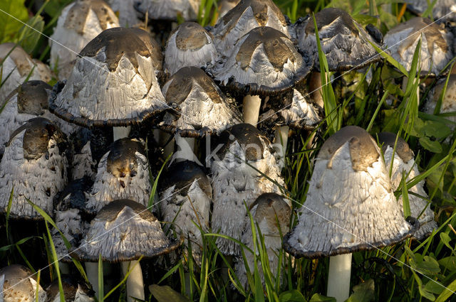 Plooirokje (Coprinus plicatilis)