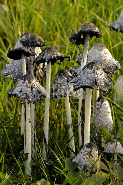 Plooirokje (Coprinus plicatilis)