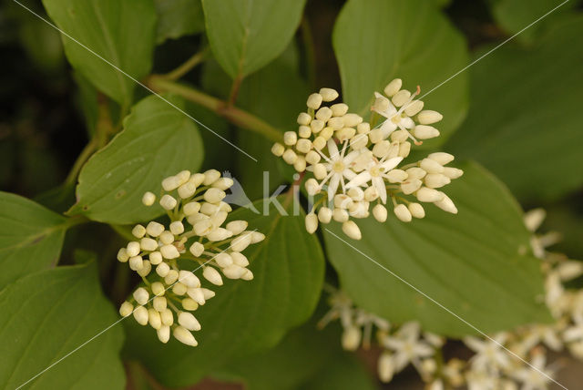 Rode kornoelje (Cornus sanguinea)