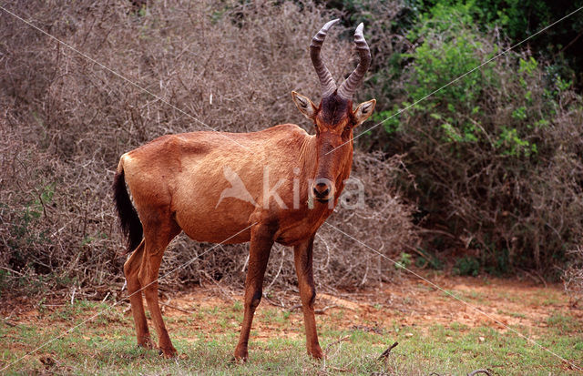 Rood Hartebeest