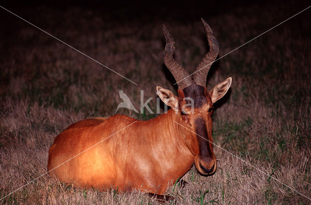 Rood Hartebeest